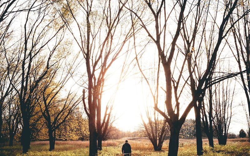 person in black jacket walking between of bare trees during daytime